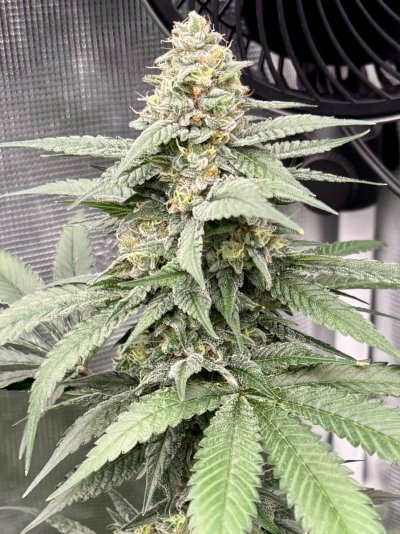 Hemp’s grow house, come hang out.