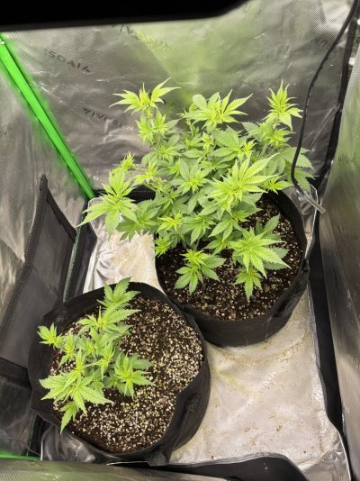 Landrace Hindu Kush