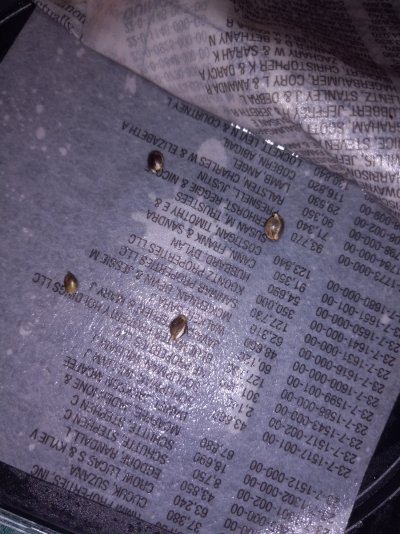 My Seed Supreme Blueberry Run