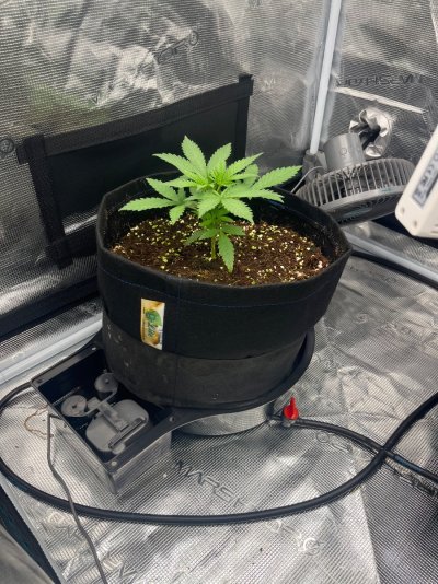 Grow number 2 Gorilla cookies Auto
