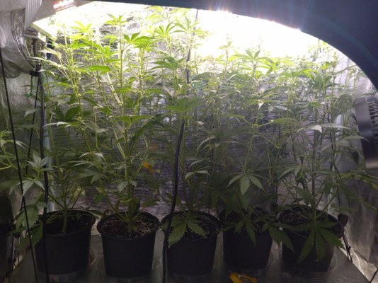 Oaxacan d' FogDog Auto Run.