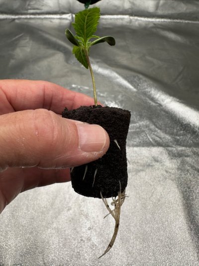 Hawaiian Snow auto Second Plant Rooting Plug 5 Days From Sprout.jpeg