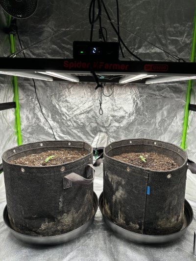 Hawaiian Snow auto 5 days from sprout in 7 gal pot.jpeg
