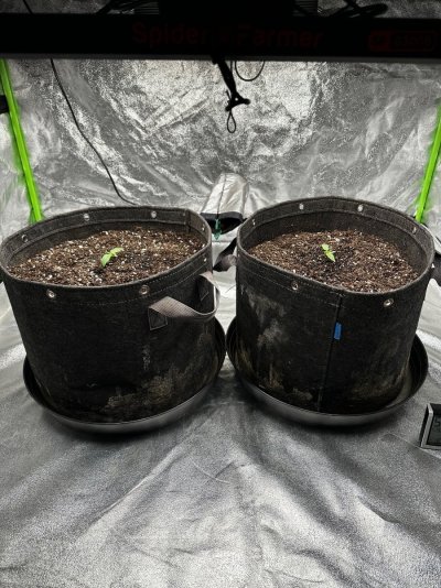 Hawaiian Snow auto 7 gal pots Hawaiian Snow auto 7 gal pots