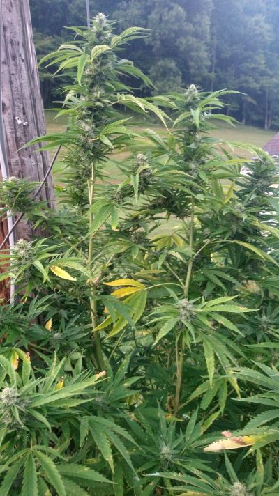2026 Outdoor Grows! let's see em!