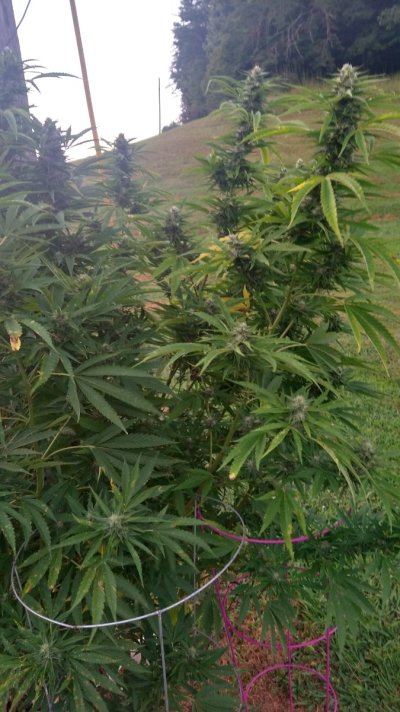 2026 Outdoor Grows! let's see em!
