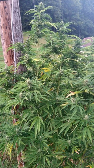 2026 Outdoor Grows! let's see em!