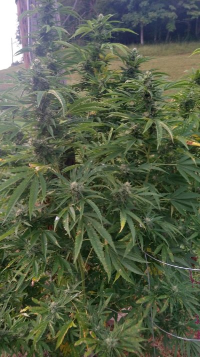 2026 Outdoor Grows! let's see em!