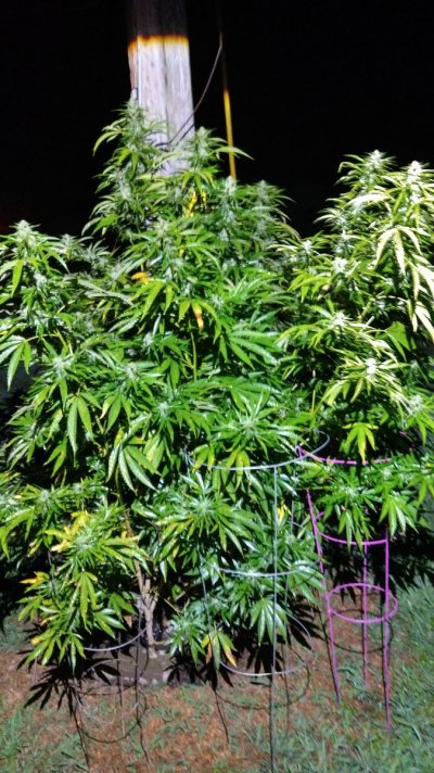 2026 Outdoor Grows! let's see em!
