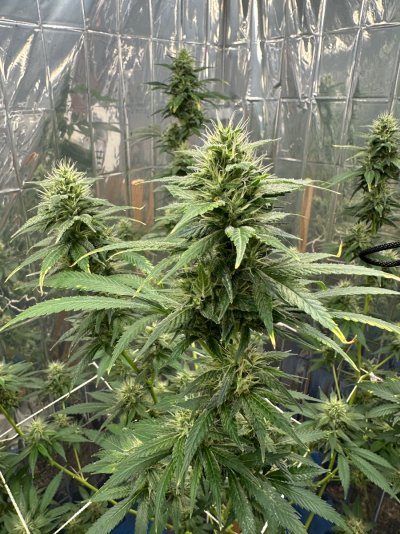 Special thread for some special beans from Home Grown Cannabis Co! 🔥🌱🔥