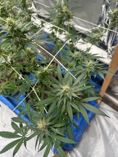 Special thread for some special beans from Home Grown Cannabis Co! 🔥🌱🔥
