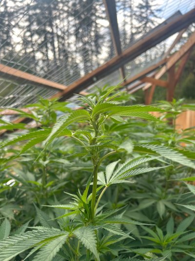 2026 Outdoor Grows! let's see em!