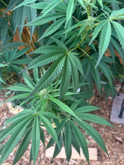 2026 Outdoor Grows! let's see em!