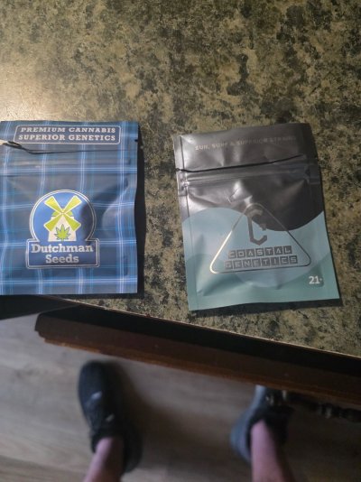 2nd grow I'm starting the seeds today.
