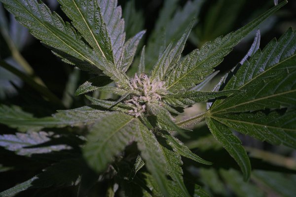Cpurola's Outdoor grow in Southeast Michigan 2026