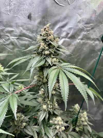 Hemp’s grow house, come hang out.