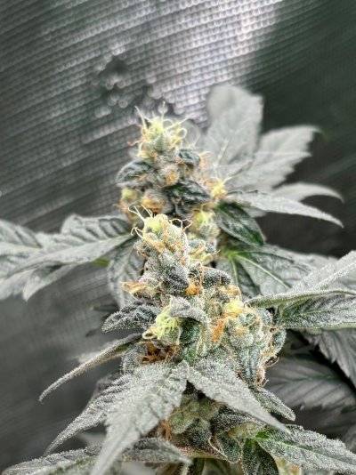 Hemp’s grow house, come hang out.