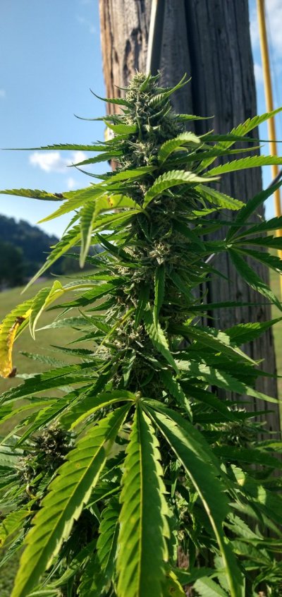 2026 Outdoor Grows! let's see em!