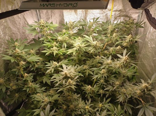 Acapulco Gold - San Fernando Valley x The Purps | Making My Own Fem Seeds