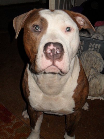 Let's see your PET'S super thread...