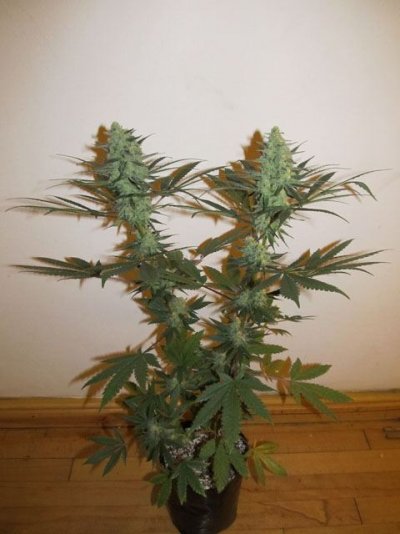Hindu Blue, Pisces Genetics Test