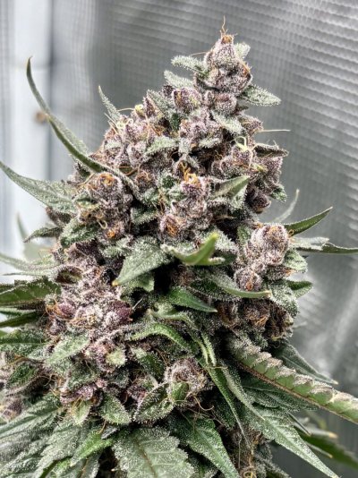 Let's See Your Frostiest Flowers