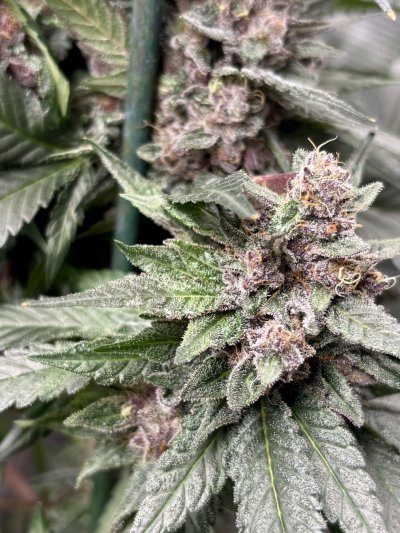 Let's See Your Frostiest Flowers