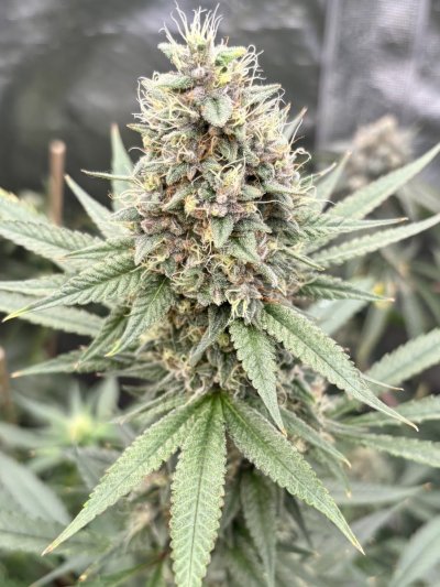 Let's See Your Frostiest Flowers