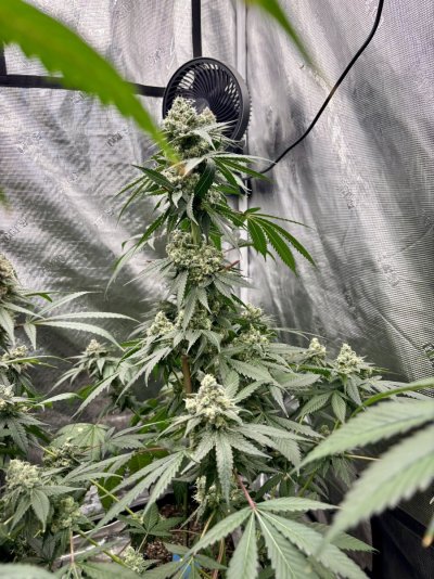 Let's See Your Frostiest Flowers