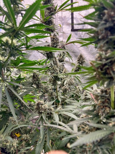 Hemp’s grow house, come hang out.
