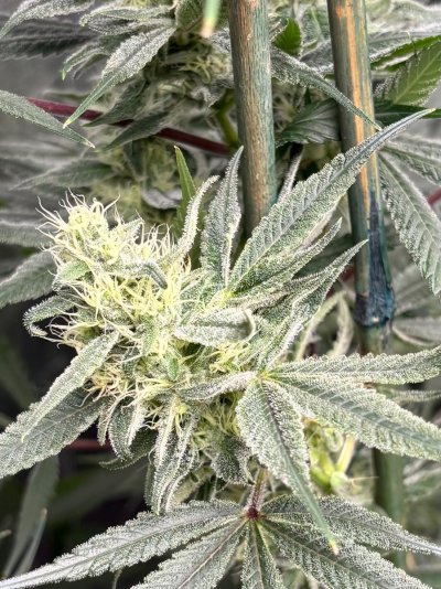 Hemp’s grow house, come hang out.