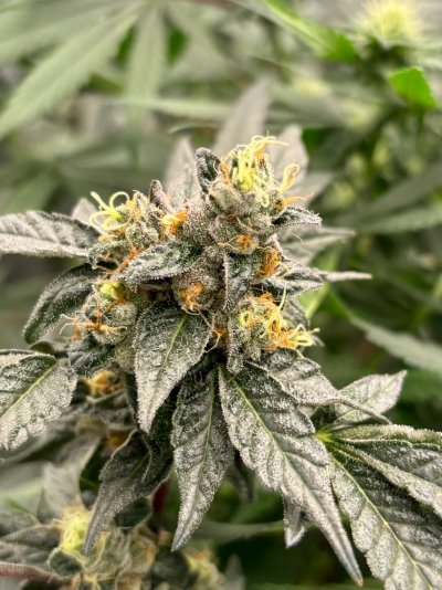Hemp’s grow house, come hang out.