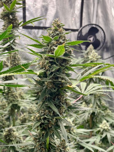 Hemp’s grow house, come hang out.