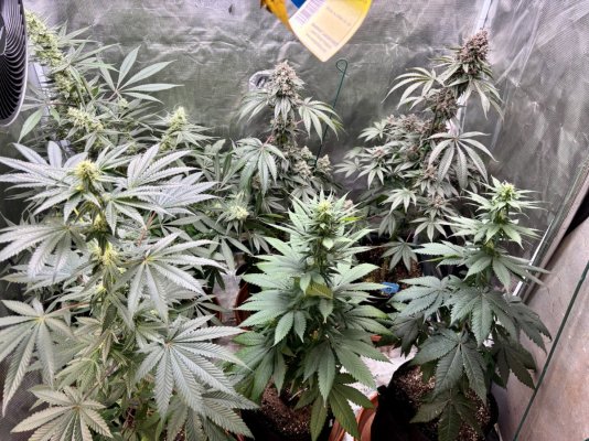 Hemp’s grow house, come hang out.