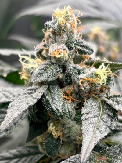 Hemp’s grow house, come hang out.