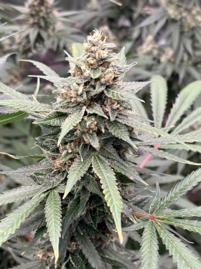 Hemp’s grow house, come hang out.