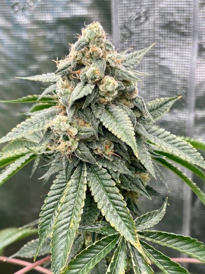 Hemp’s grow house, come hang out.