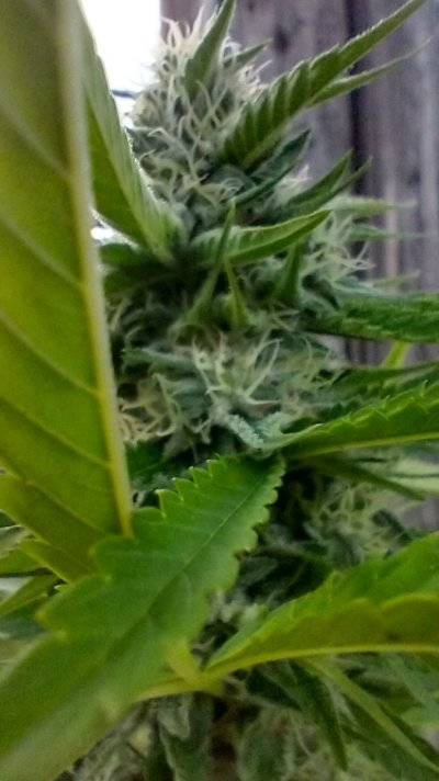 2026 Outdoor Grows! let's see em!