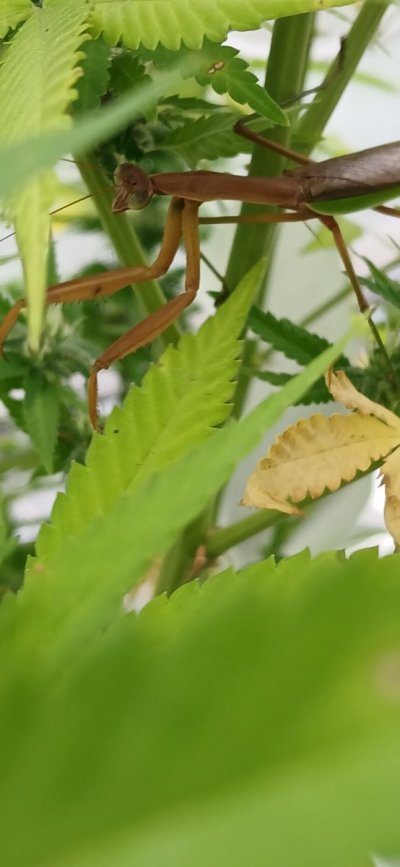 Buds & bugs outdoor pics collection