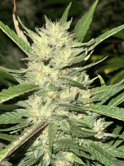 Big Al’s 2025 season indoor/outdoor grow in misery