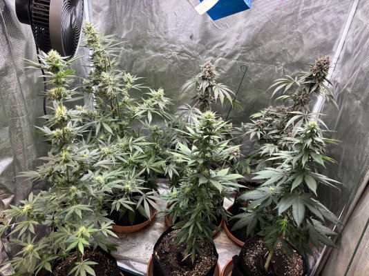 Hemp’s grow house, come hang out.
