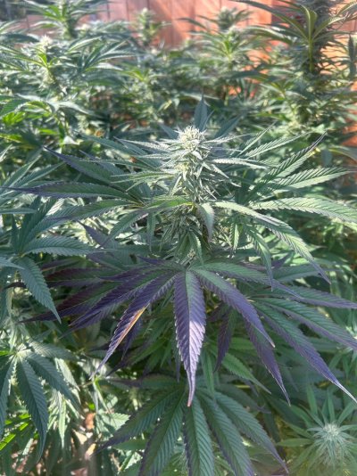 2026 Outdoor Grows! let's see em!