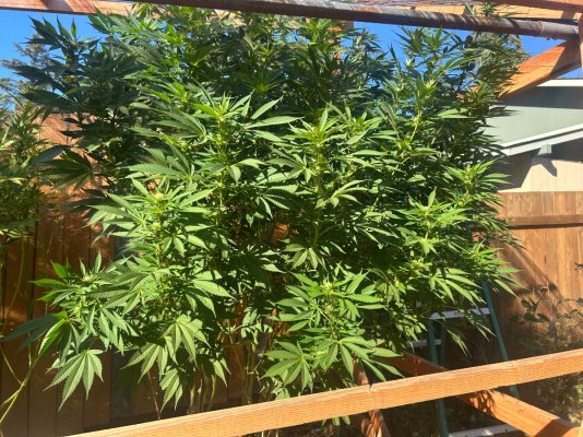 2026 Outdoor Grows! let's see em!