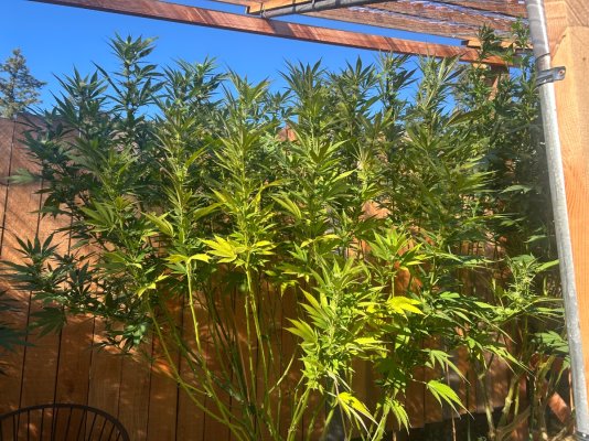2026 Outdoor Grows! let's see em!