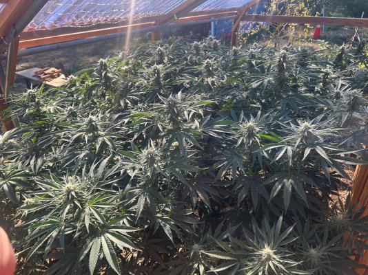 2026 Outdoor Grows! let's see em!