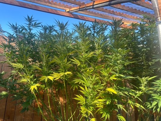 2026 Outdoor Grows! let's see em!