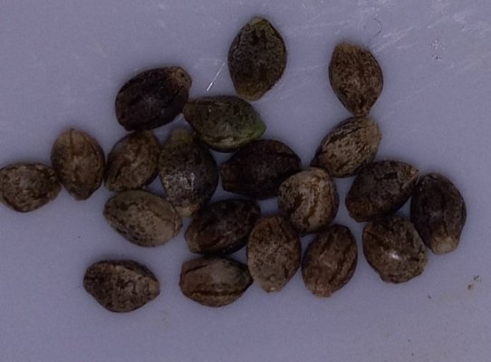 Oaxacan d' FogDog Auto Run.