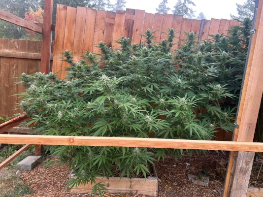 2026 Outdoor Grows! let's see em!