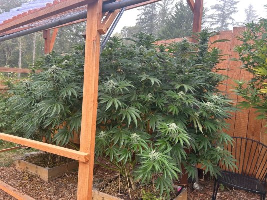 2026 Outdoor Grows! let's see em!