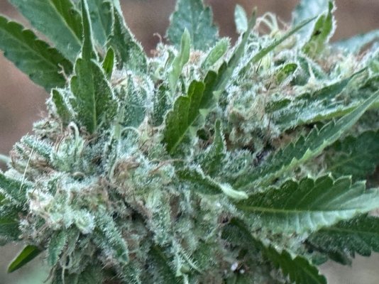 Big Al’s 2025 season indoor/outdoor grow in misery